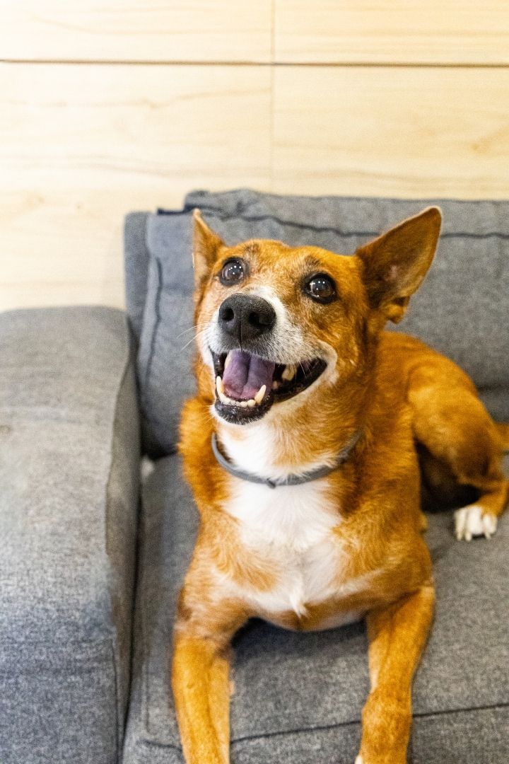 Un perrito marrón y blanco posando sonriente para una fotografía profesional